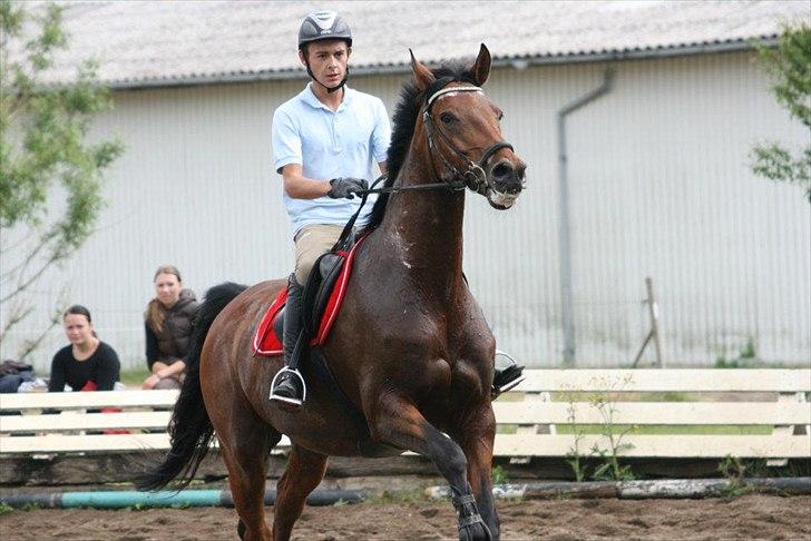 Holstener Rocco billede 20