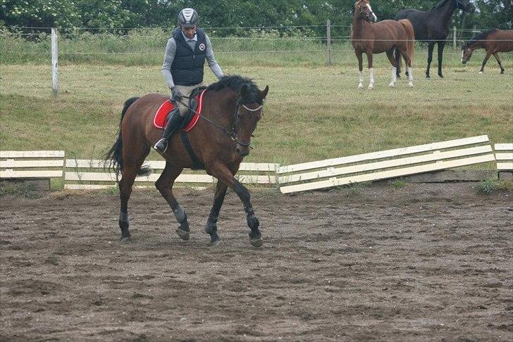 Holstener Rocco billede 2