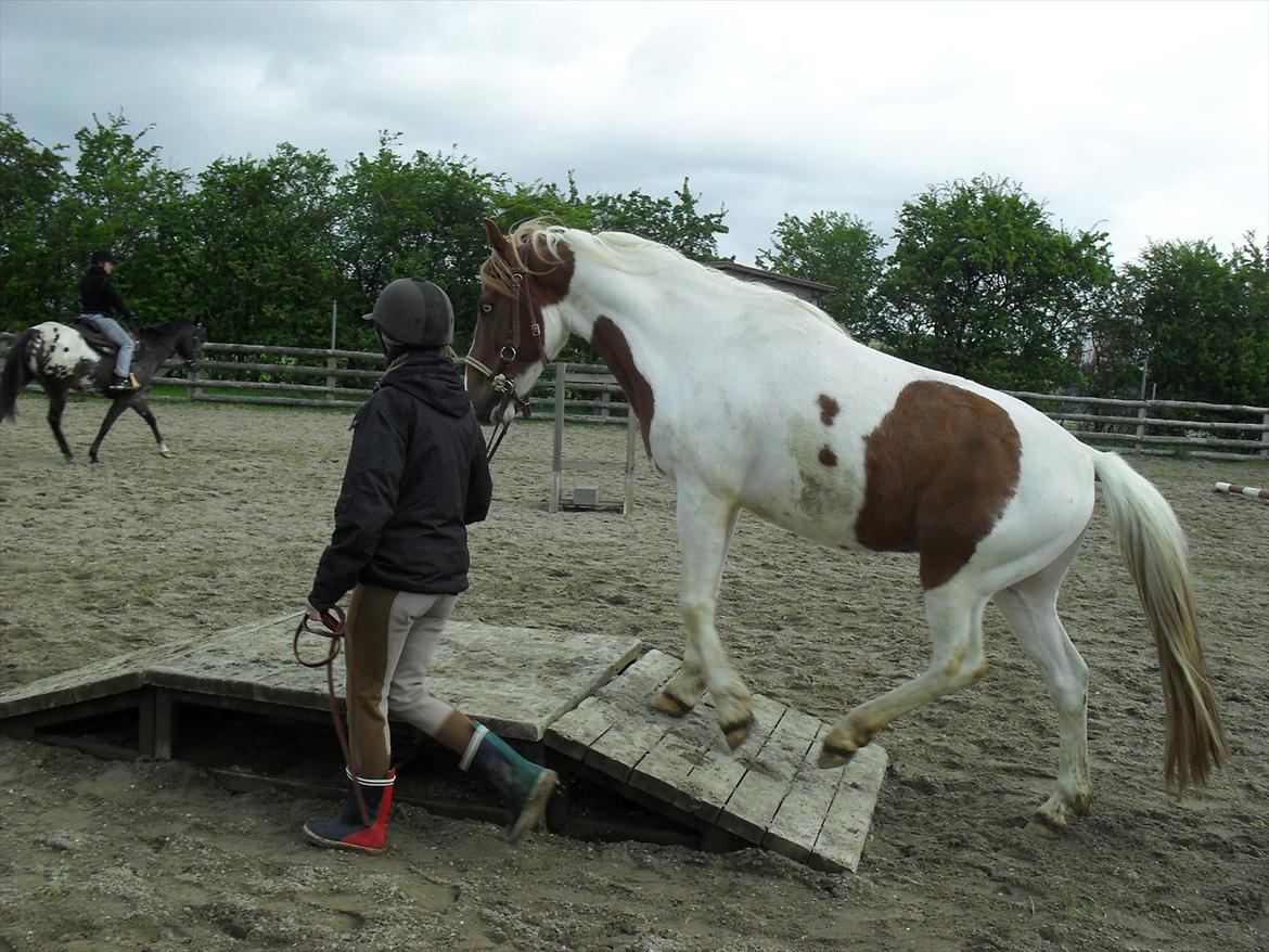 Islænder Fighte<3r  billede 9