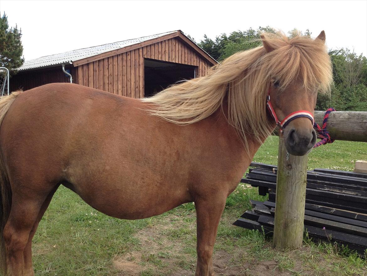 Shetlænder Solgårdens Lotte "Flotte Lotte" <3 billede 3