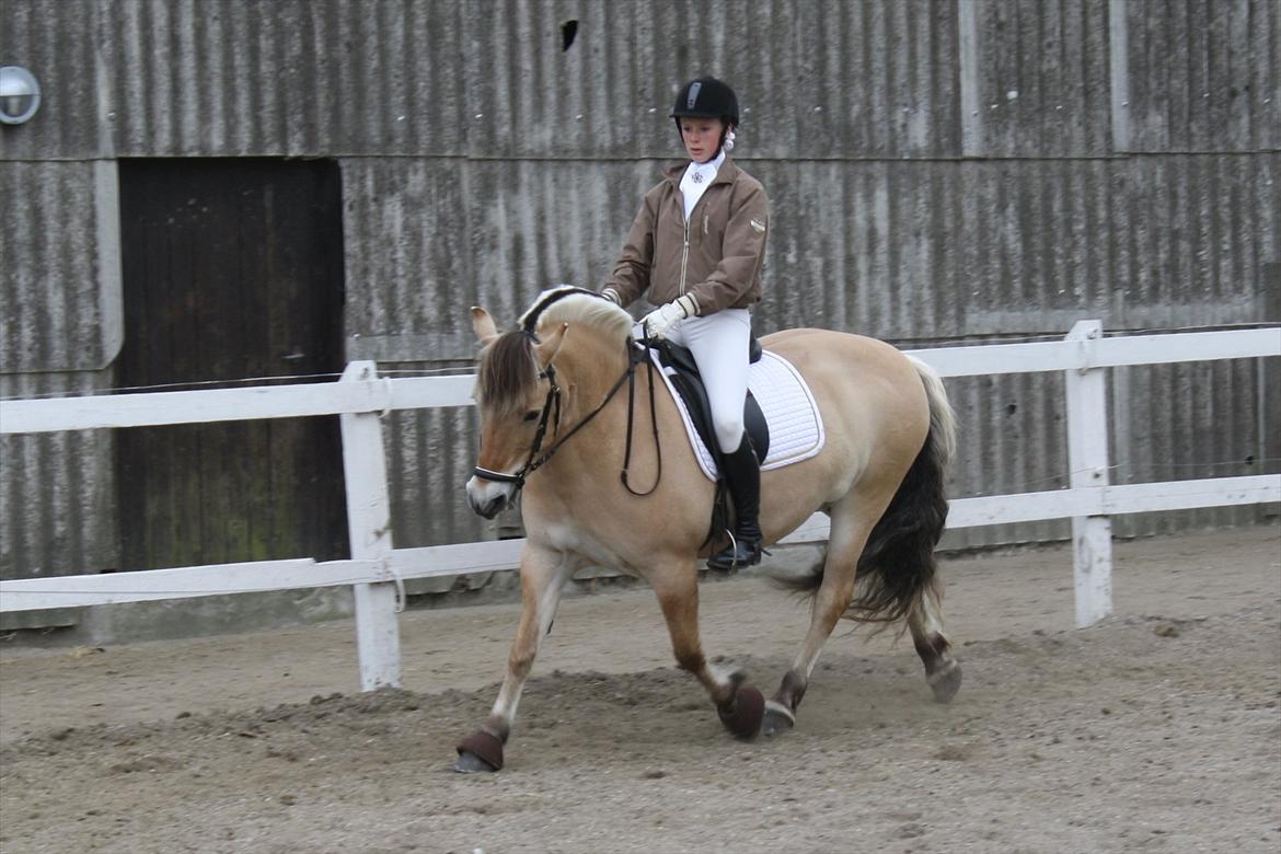 Fjordhest  Pia Bakkely (Pip <3) - Opvarmning til LA4 billede 8