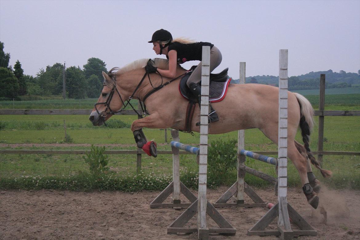 Fjordhest  Pia Bakkely (Pip <3) - Spring på Pip :-) billede 12