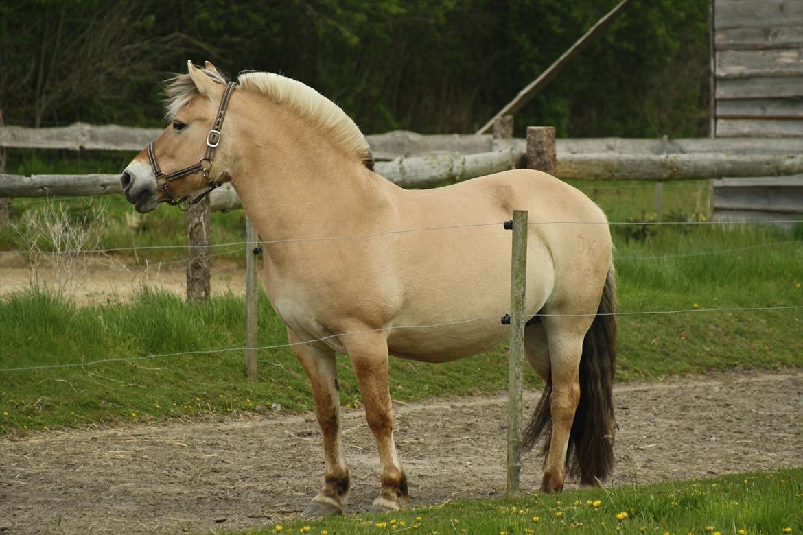 Fjordhest  Pia Bakkely (Pip <3) - Få dage inden folingen 2012 billede 16