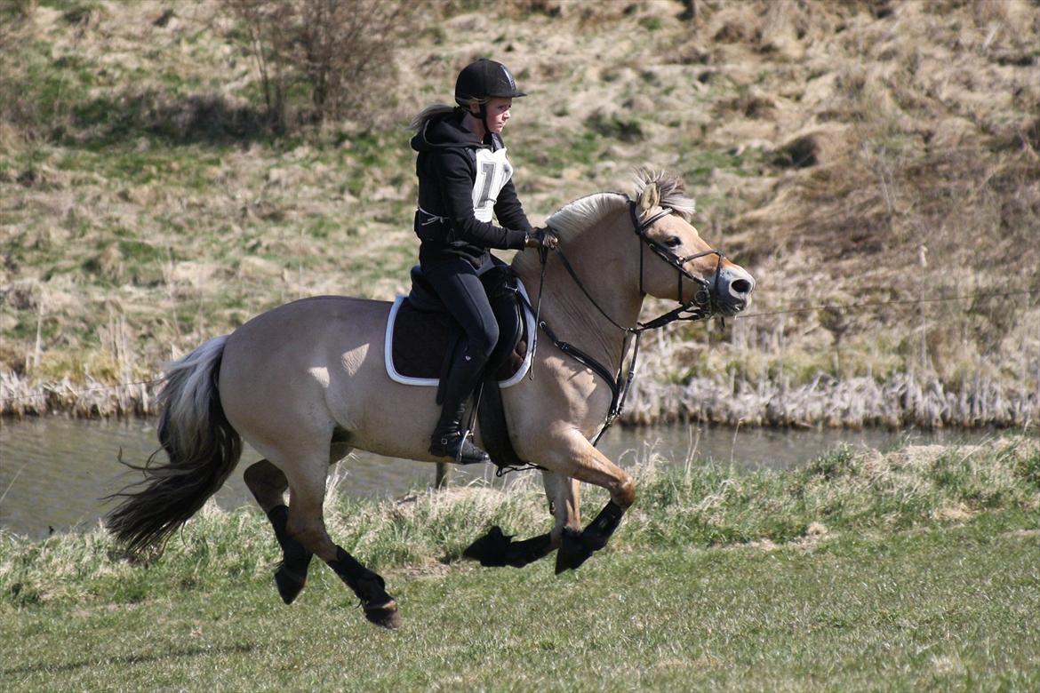 Fjordhest  Pia Bakkely (Pip <3) - Military på pony'dyret, hun nyder det virkelig! :-) billede 18