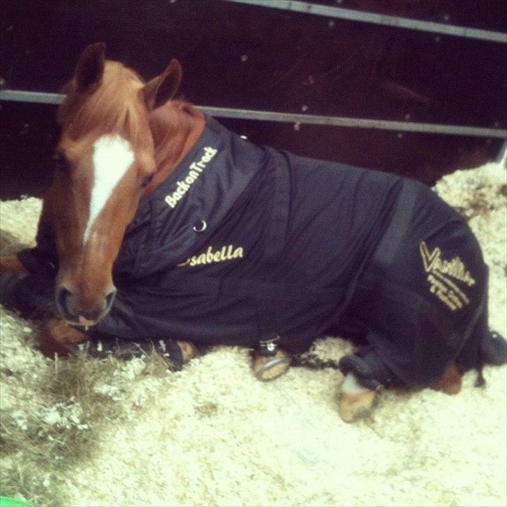 Svensk Sportspony  Funnys Fantasia billede 7