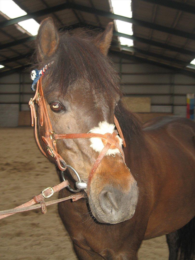 DSP Gitte Mc Queen - Smukke Pony <3 billede 6