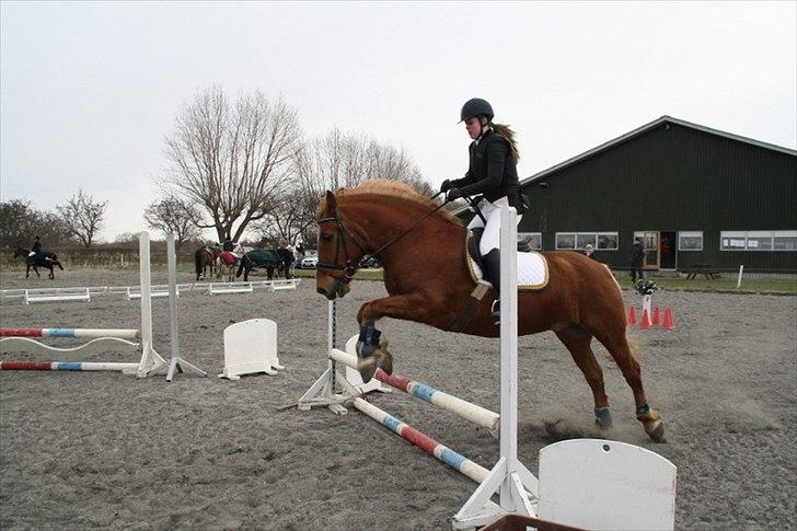 Breton Lukas - Stævne igen :)
 billede 13