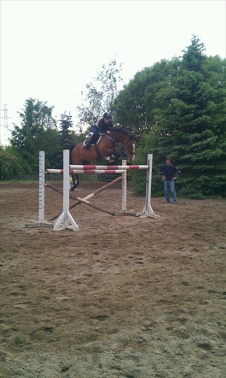 Dansk Varmblod Westergaardens Casir billede 15