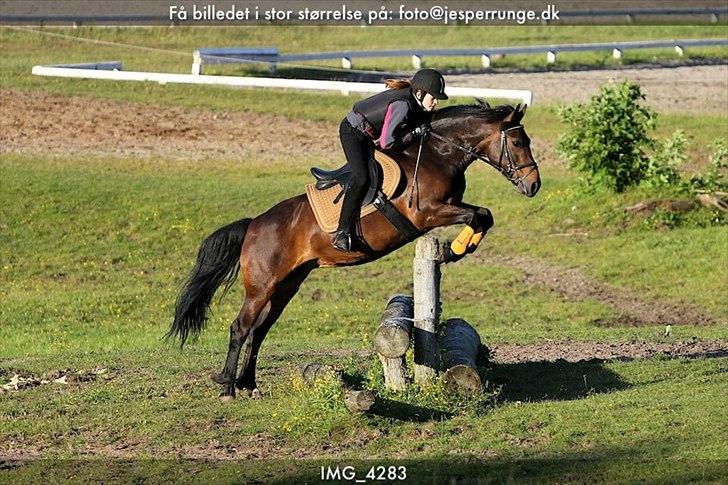 Anden særlig race Jannie<3 - Terræn træning d. 14.6.2012 Foto: Jesper Runge billede 9