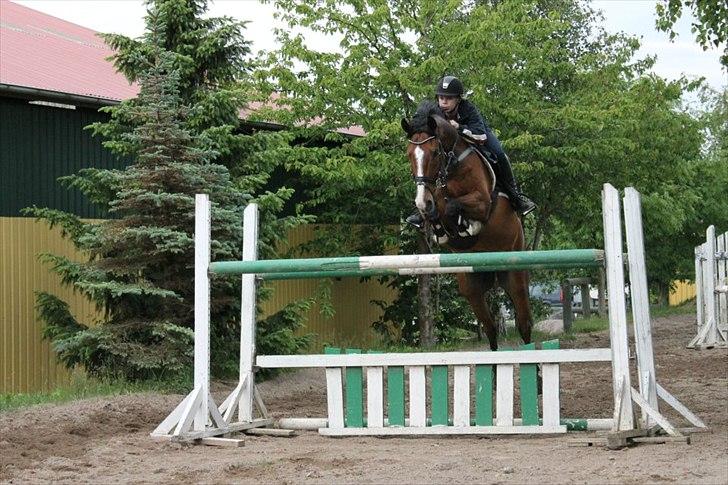 Dansk Varmblod Westergaardens Casir billede 16