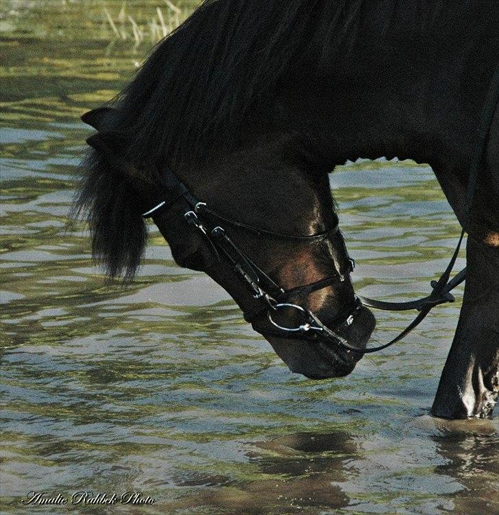 Anden særlig race Jannie<3 - Hehe, Jannie elsker vandgraven, her efter terræn træning;) Foto: Amalie Rahbek billede 10