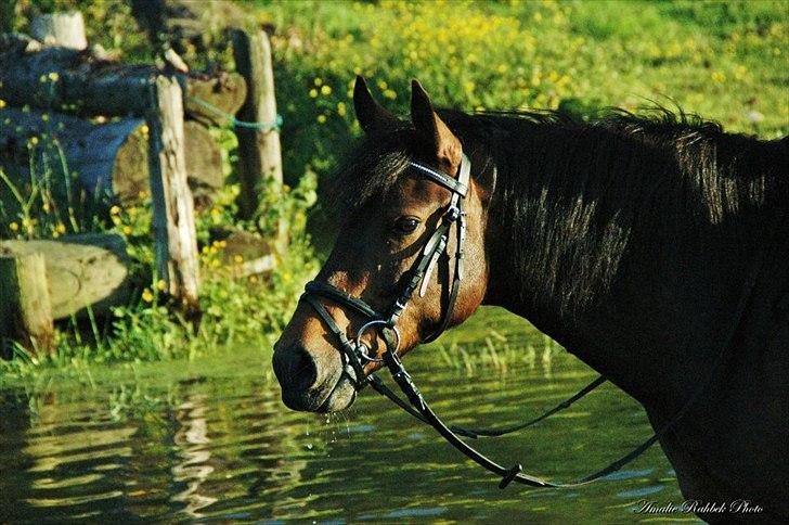 Anden særlig race Jannie<3 - Jannie-pigen! Foto: Amalie Rahbek billede 11