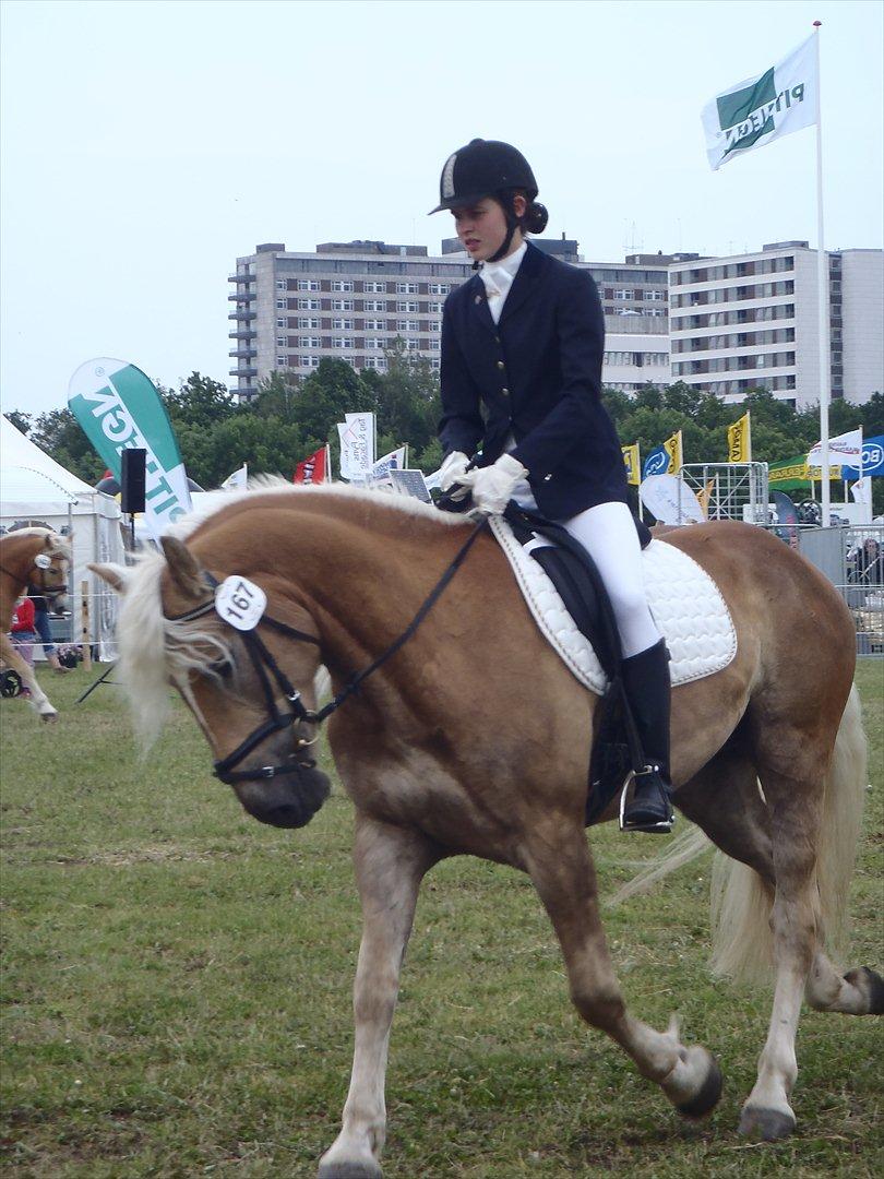 Tyroler Haflinger Amazone (Bailey) - Det fynske dyrskue 2012 billede 8