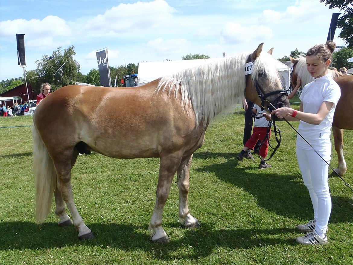 Tyroler Haflinger Amazone (Bailey) - Det fynske dyrskue 2012 billede 10