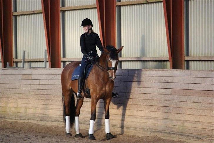 Dansk Varmblod Diva billede 16