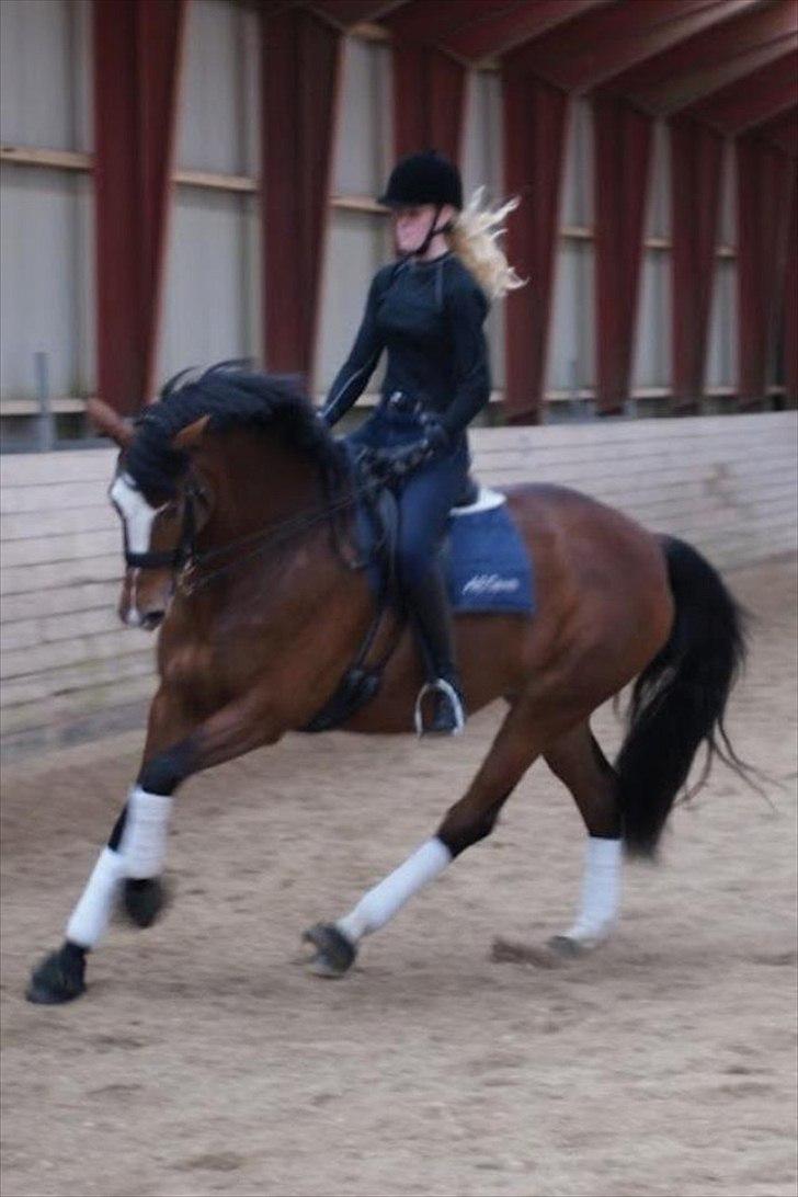 Dansk Varmblod Diva - Kursus ved Sune Hansen billede 18