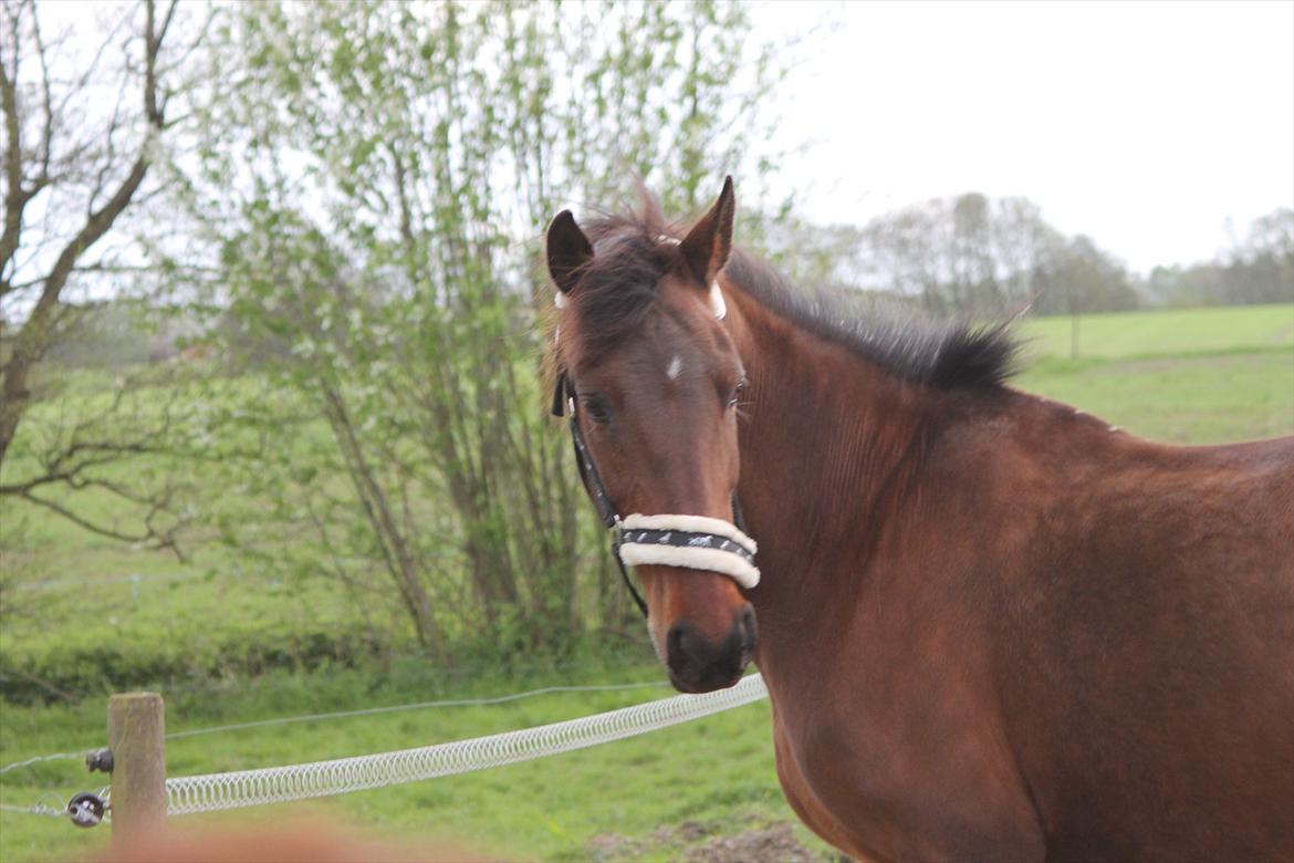 Anden særlig race Tonette *My Soulmate<3* - Velkommen til Smukke Tonette`s Profil:D



„I awake from a dream about you in the night's first sweet sleep when the wind blows gently, and the stars shine brightly.“

SSP photo billede 1