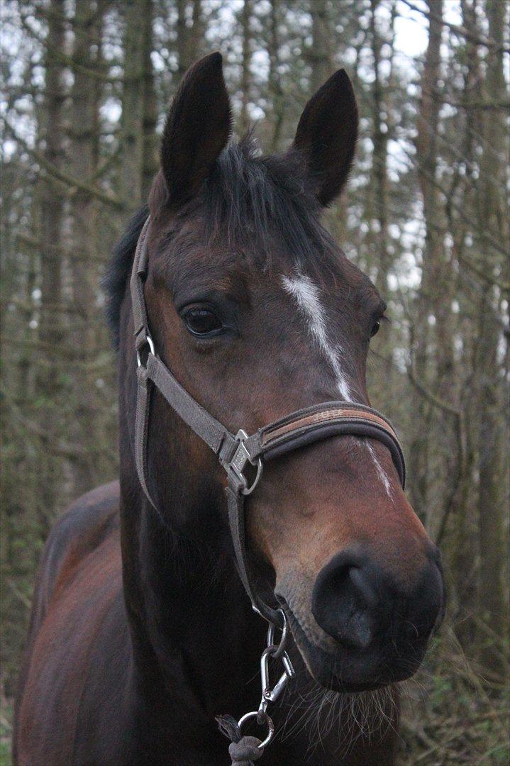 Anden særlig race Stald Birkelys Issebelle - 17 års fødselsdag ♥ 10.04.12
Foto: Mia Jessen billede 15