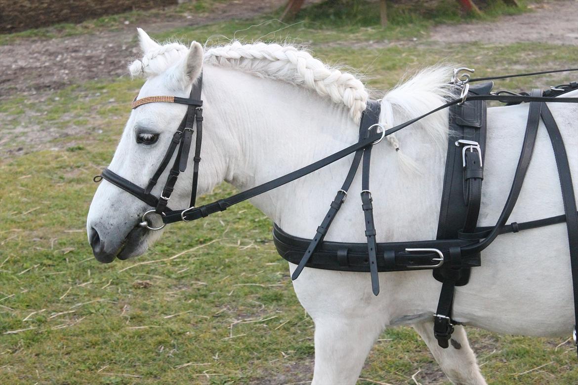 Anden særlig race Awers Lady GaGa billede 9