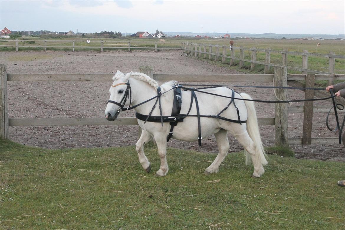 Anden særlig race Awers Lady GaGa billede 10