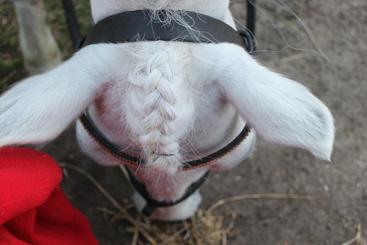 Anden særlig race Awers Lady GaGa - se lige så fin Michella har gjort mig ;) billede 11