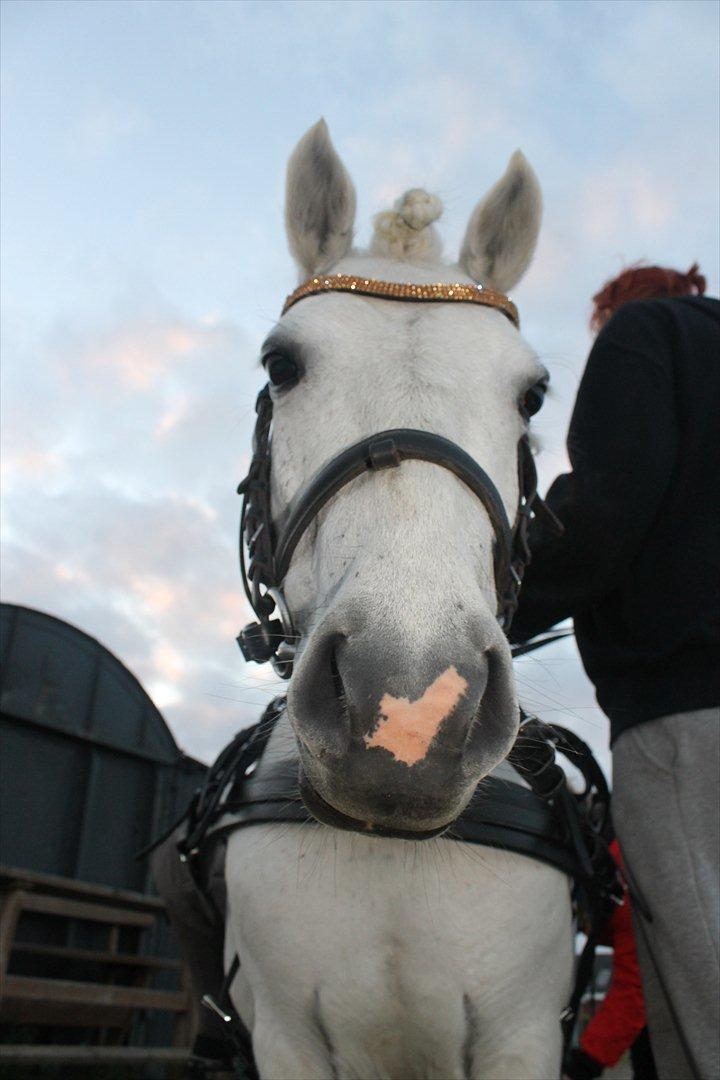 Anden særlig race Awers Lady GaGa billede 15