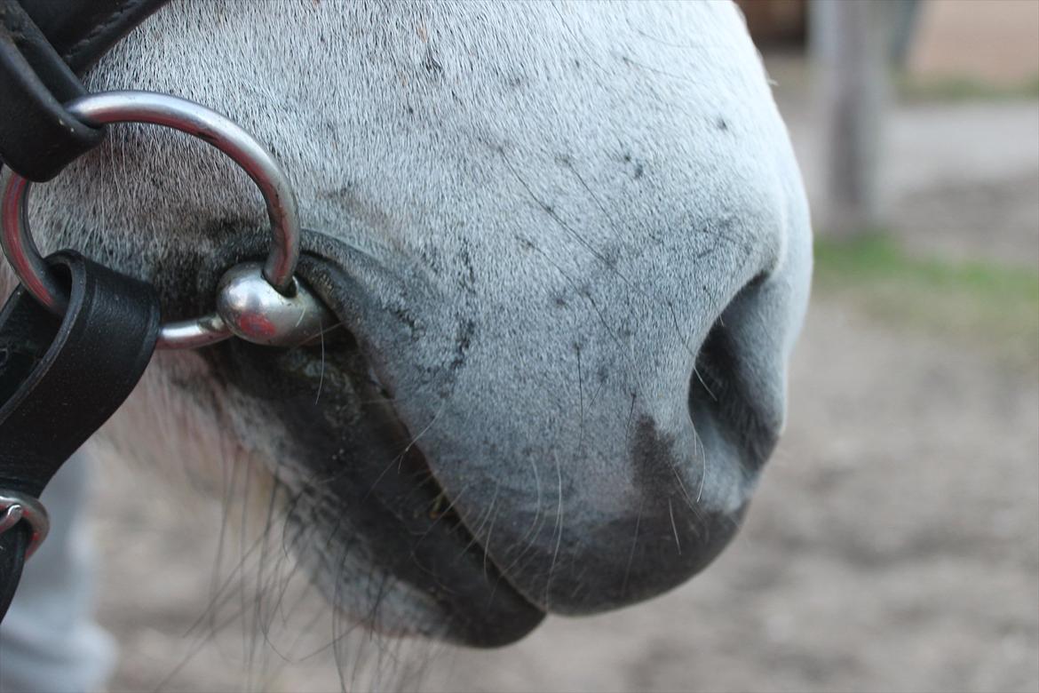 Anden særlig race Awers Lady GaGa - sød lille mule <3 billede 18
