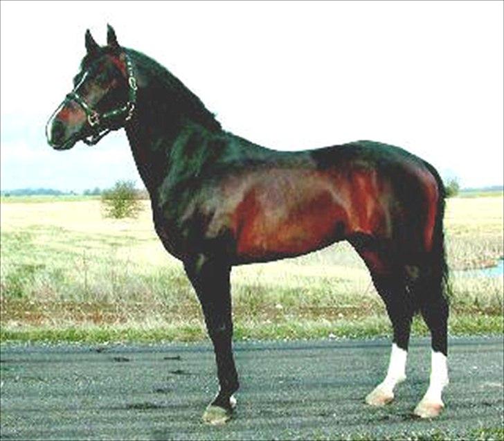 DSP Tai Tanico Avls Hingst billede 10