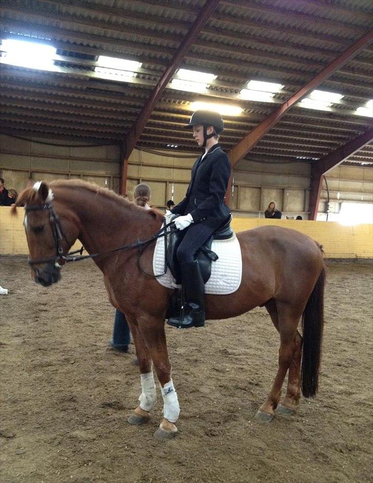 Anden særlig race kalula - til stævne vi fik en første plads jaaaa billede 2