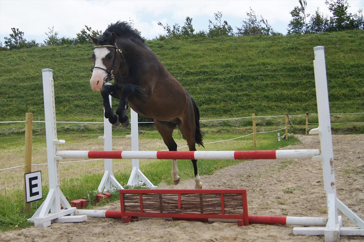 Welsh Pony (sec B) Korreborgs Bobbi *solgt* - Første gang han bliver løssprunget. 3 år billede 17