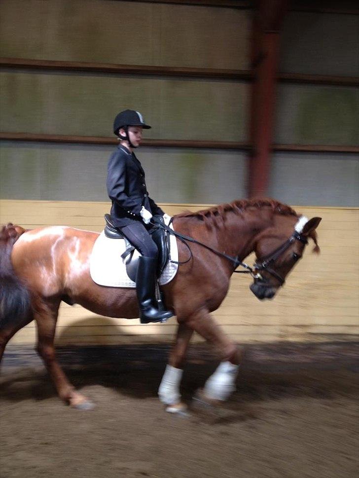 Anden særlig race kalula billede 3