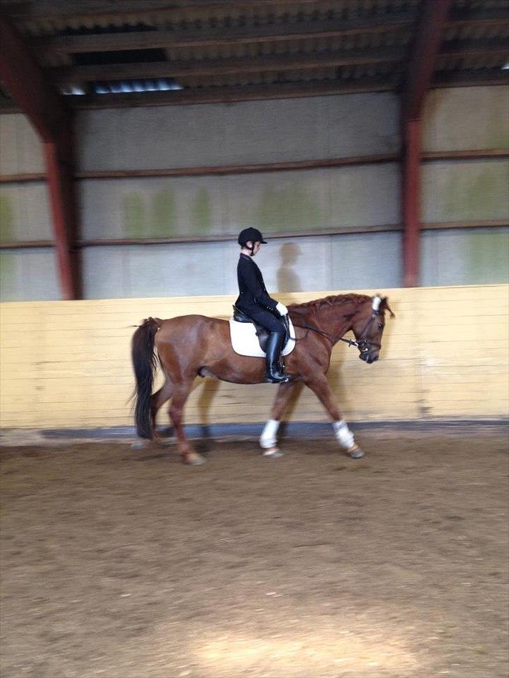 Anden særlig race kalula - min stjerne <3 billede 4