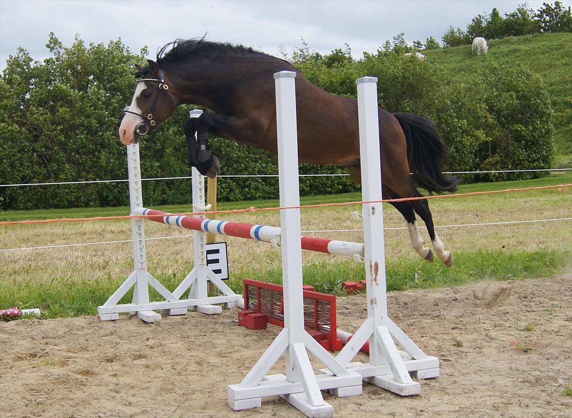 Welsh Pony (sec B) Korreborgs Bobbi *solgt* - Første gang han bliver løssprunget. 3 år billede 5