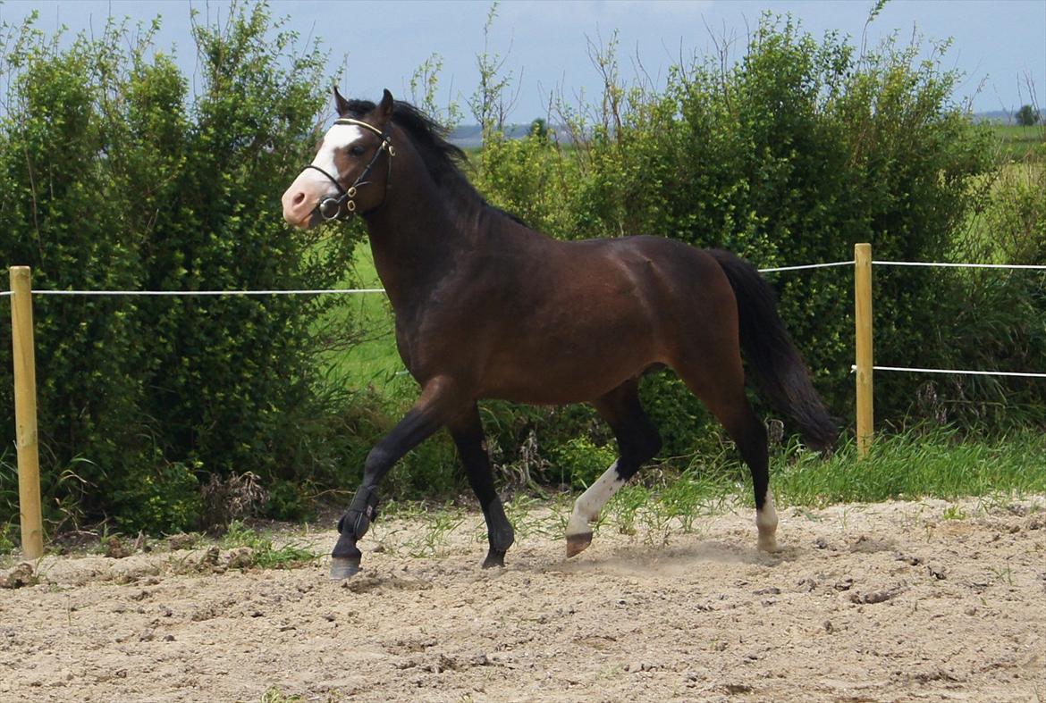 Welsh Pony (sec B) Korreborgs Bobbi *solgt* - sommeren 2012 - 3 år billede 18