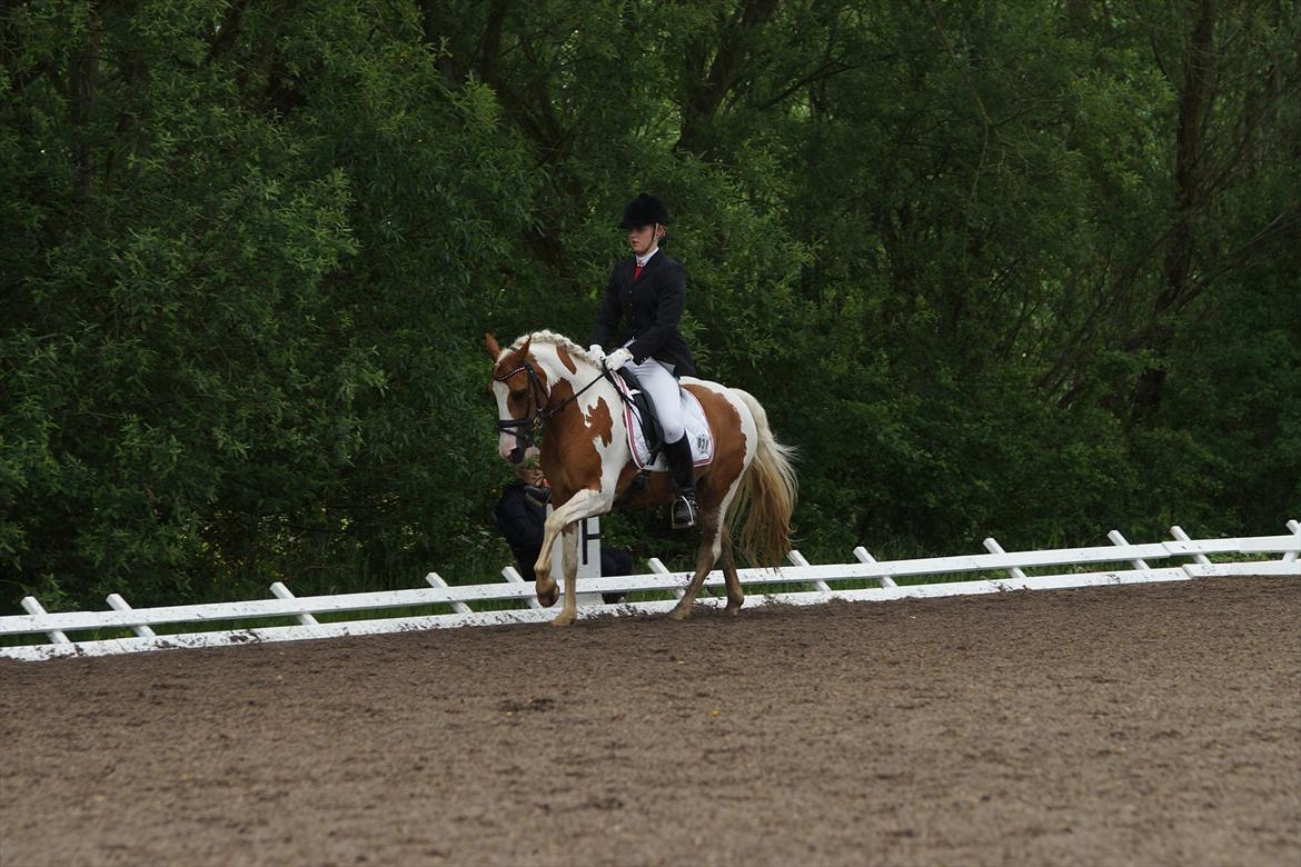 Anden særlig race Lucas  - Sydjysk Mesterskab 2012.  billede 20