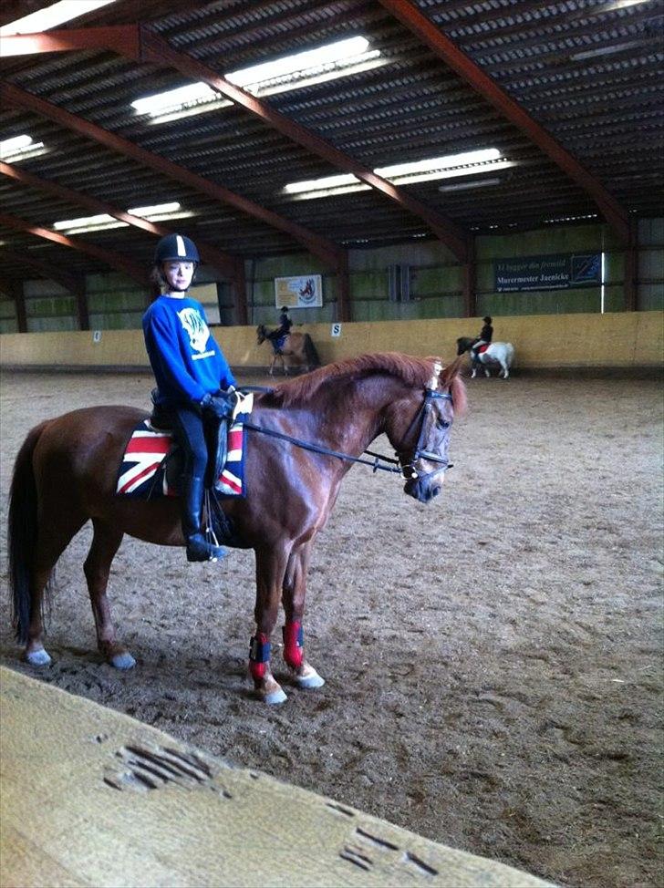 Anden særlig race kalula billede 6