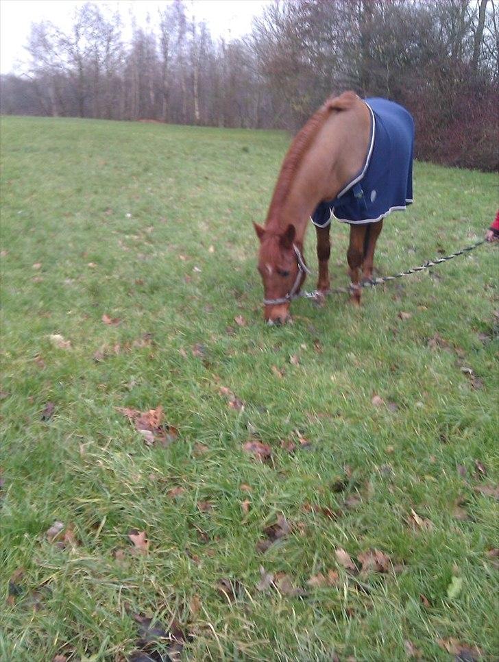 Anden særlig race kalula billede 8