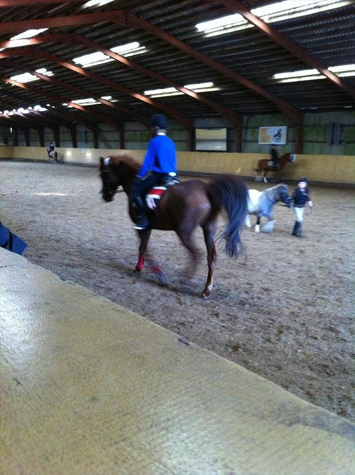 Anden særlig race kalula billede 11