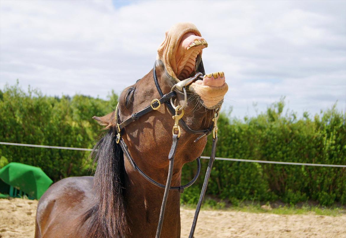 Welsh Pony (sec B) Korreborgs Bobbi *solgt* - Smil fra min smukke! billede 9
