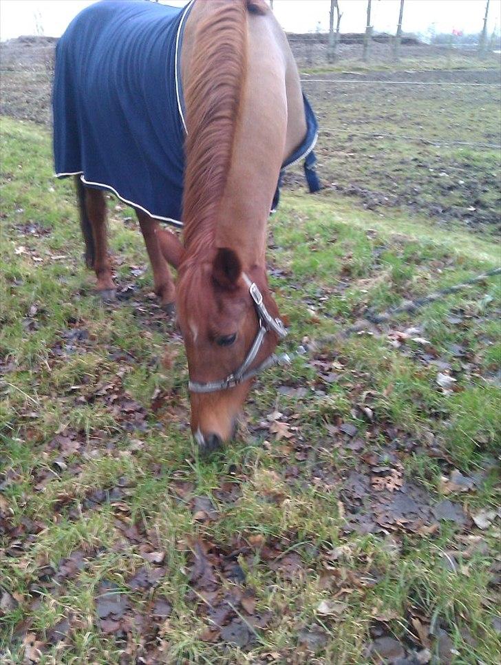 Anden særlig race kalula billede 15