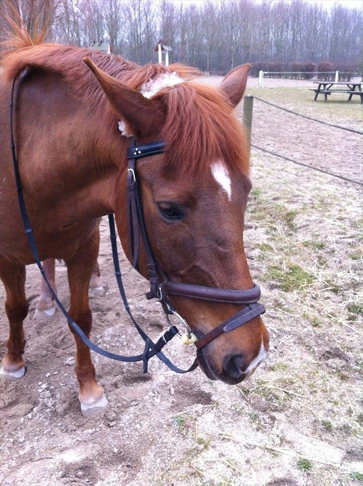 Anden særlig race kalula billede 16