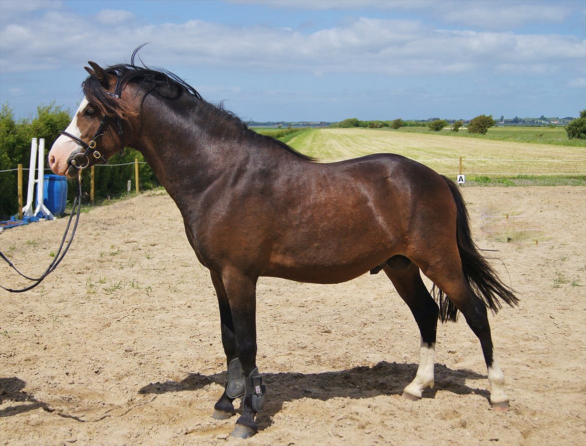Welsh Pony (sec B) Korreborgs Bobbi *solgt* - 3 år - sommeren 2012 billede 19
