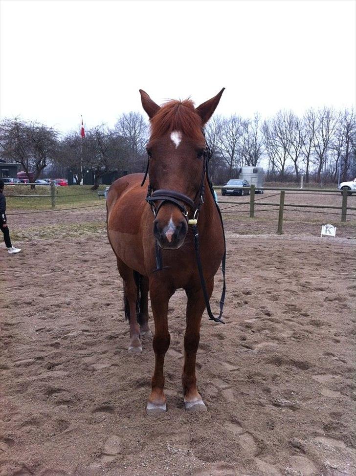 Anden særlig race kalula billede 17