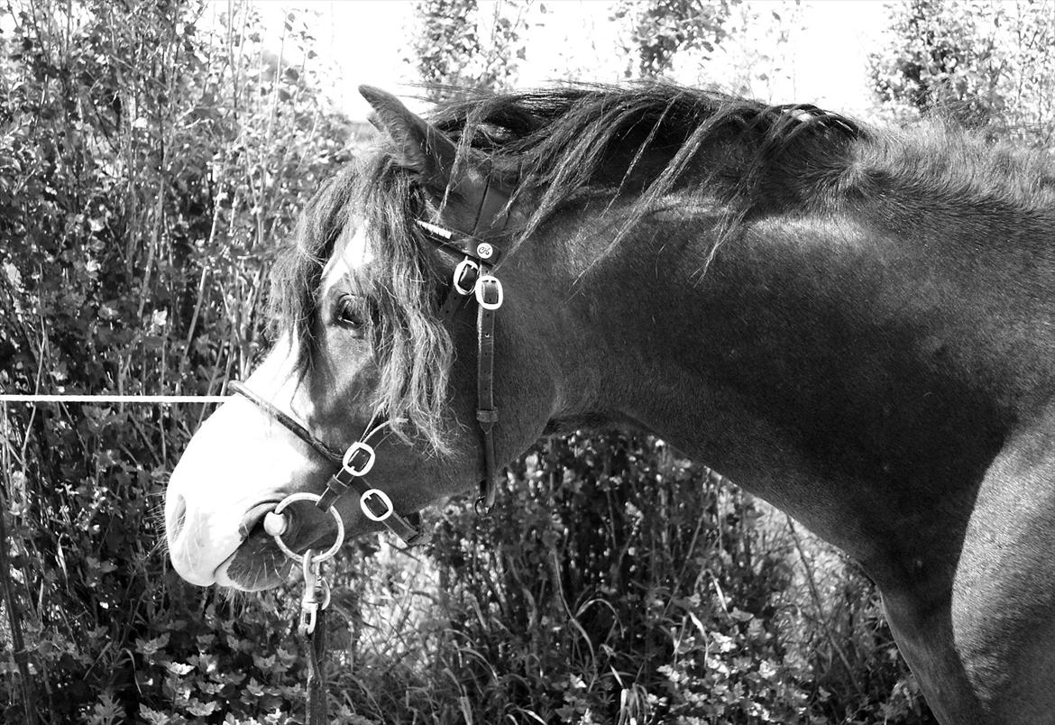 Welsh Pony (sec B) Korreborgs Bobbi *solgt* - jeg elsker dig ! billede 1