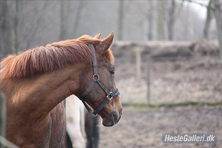 Anden særlig race kalula billede 19