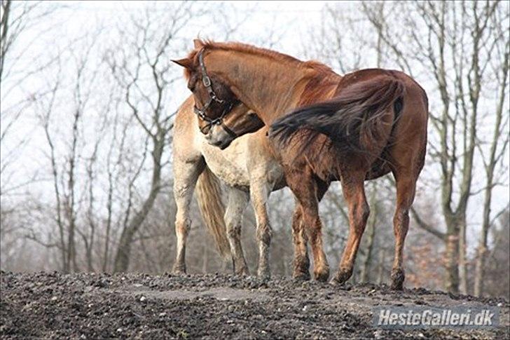 Anden særlig race kalula billede 20