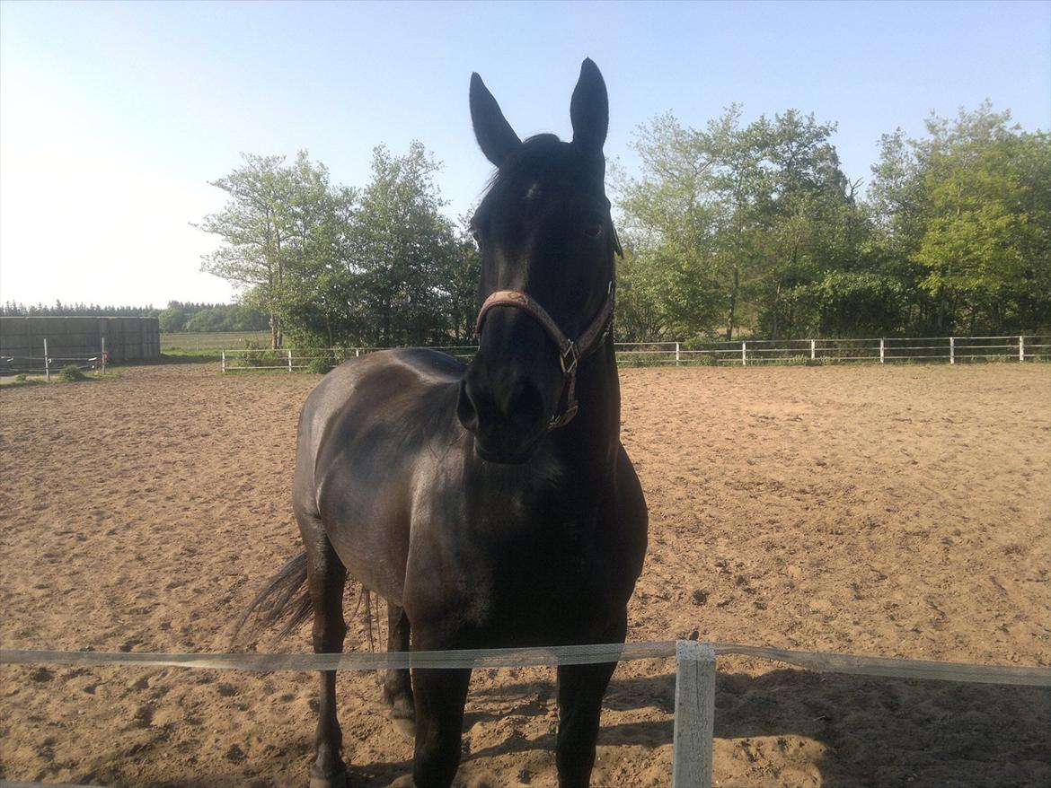 Oldenborg Lamour Højbogård billede 1