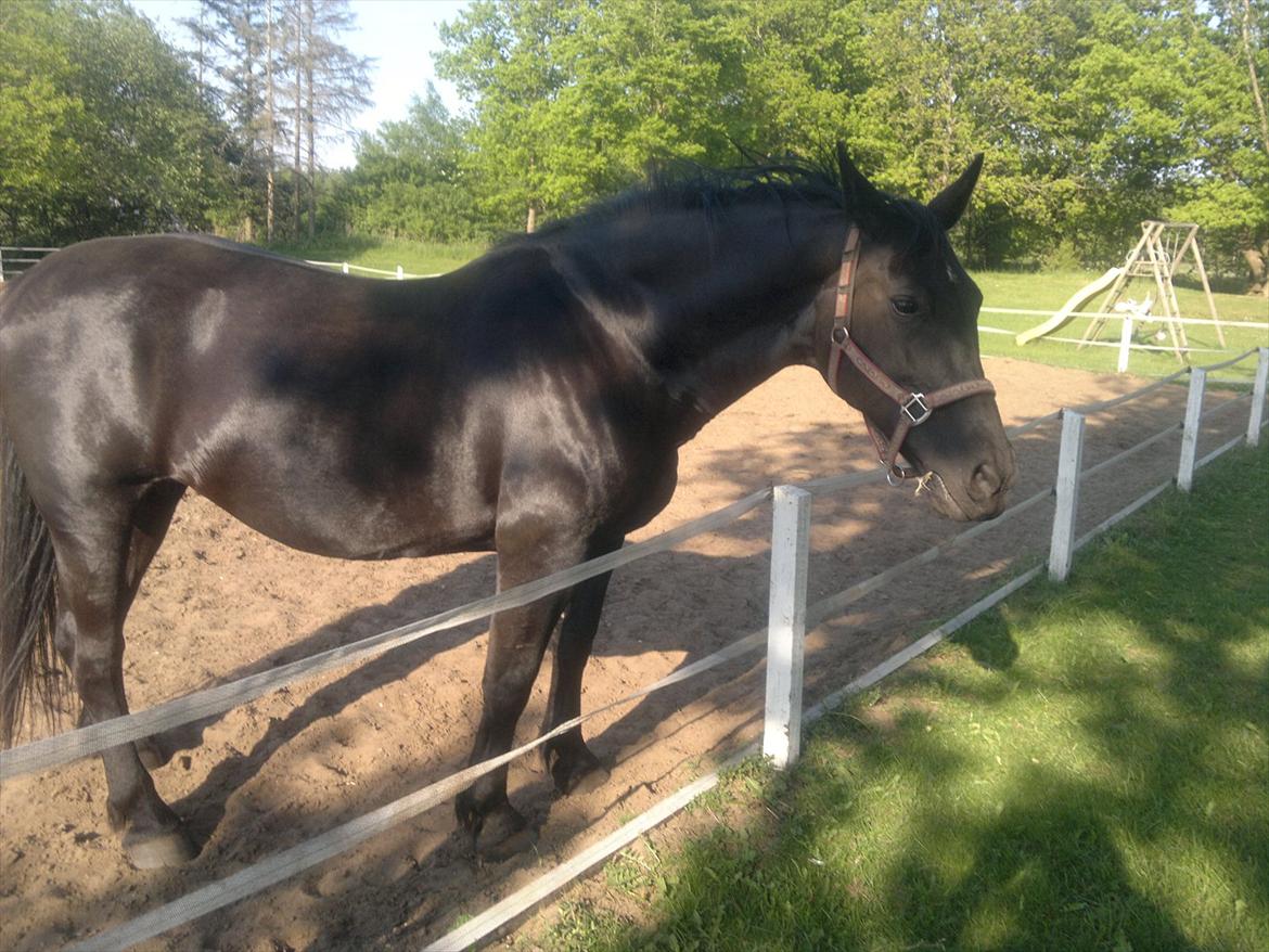 Oldenborg Lamour Højbogård billede 2