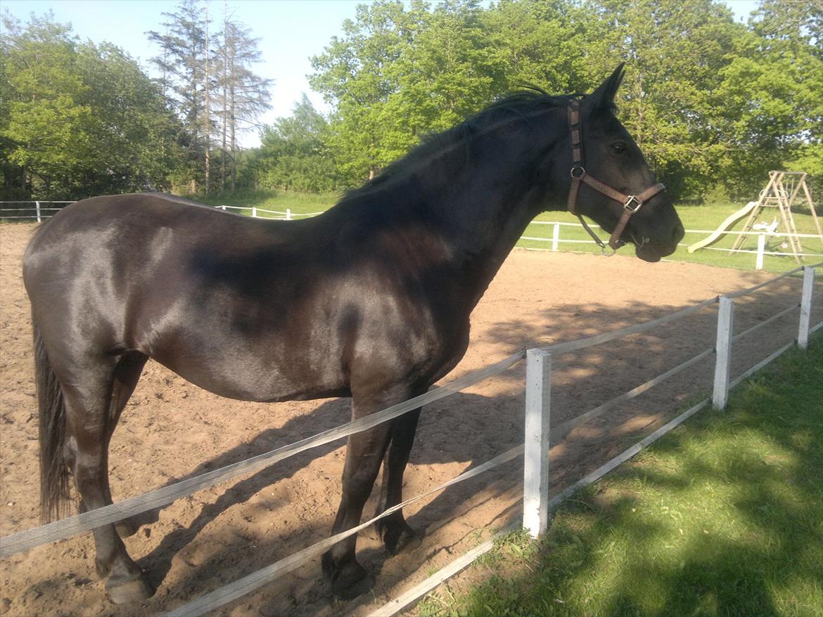 Oldenborg Lamour Højbogård billede 3