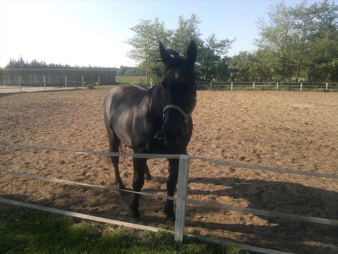 Oldenborg Lamour Højbogård billede 4